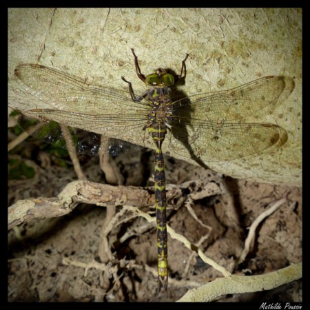 Aeschne paisible - Boyeria irene mâle